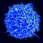 Healthy human T cell